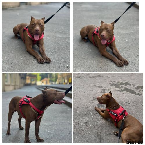 Pitbull rednosü