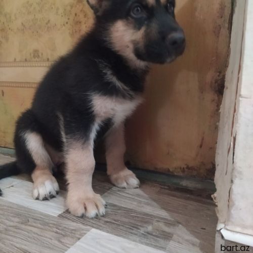 Alman çoban iti, 2 ay