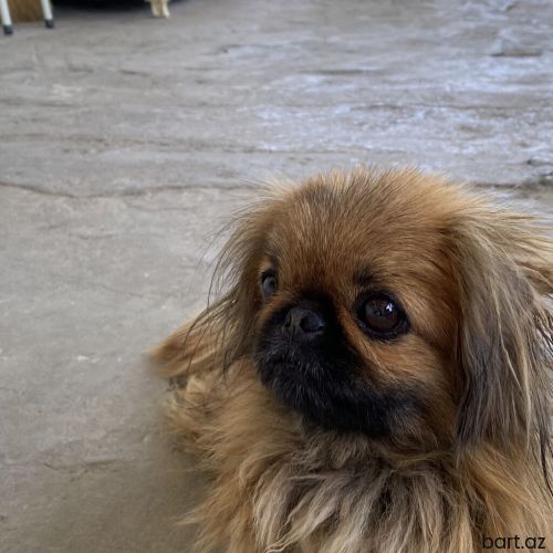 Pekines, 1 il
