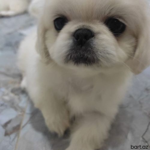 Pekines, 2 ay, Erkek