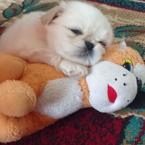 Pekines, 1 ay, Erkek