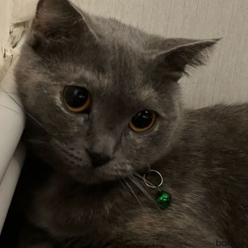 Şotlan və Siam qarsıqı cins pisik latok
