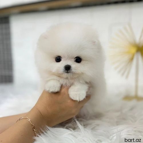 Pomerian Spitz balasi 