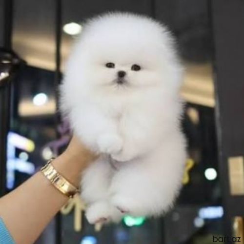 Pomerian Spitz balasi 