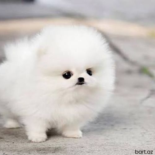 Pomerian  spits 