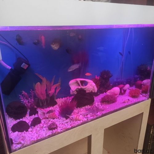 Dördbucaq akvarium, 350 l