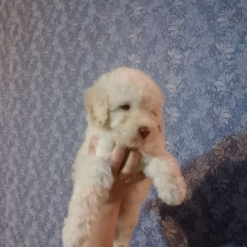 Təmiz Saf Toy Pudel Balası 2Aylıqdır 