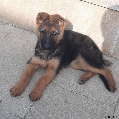 Alman afcarkası satılır yenidir təzə 2aylığdır