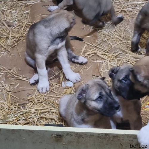 Anadolu köpeyi