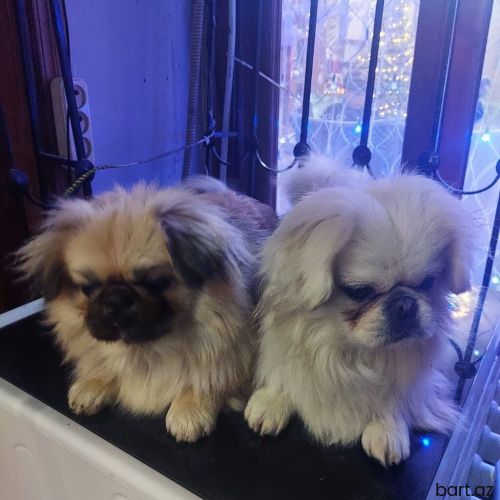 Pekines, Peyvəndli