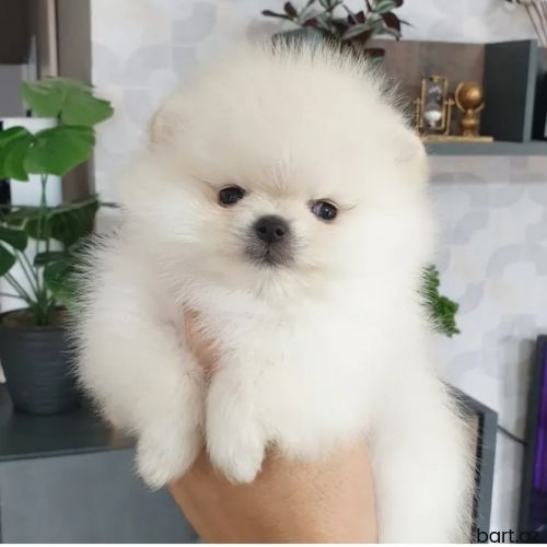 Pomerian spitz 