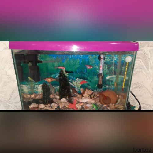 Akvarium balıq