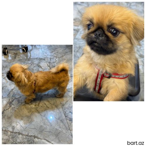 Pekines