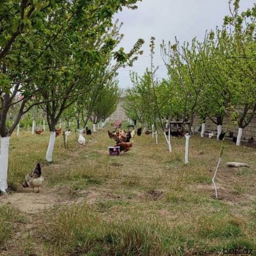 15 sot, Biznes üçün, Makler, Kupça (Çıxarış),