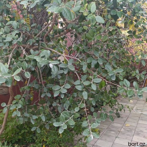 3 otaqlı həyət evi satılır