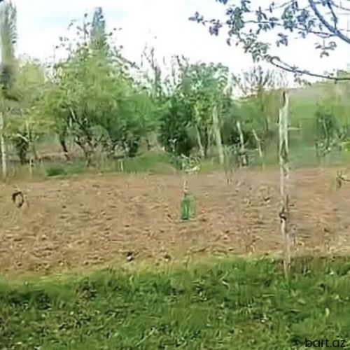 Çaylı kəndində 12 sot torpaq sahəsi.