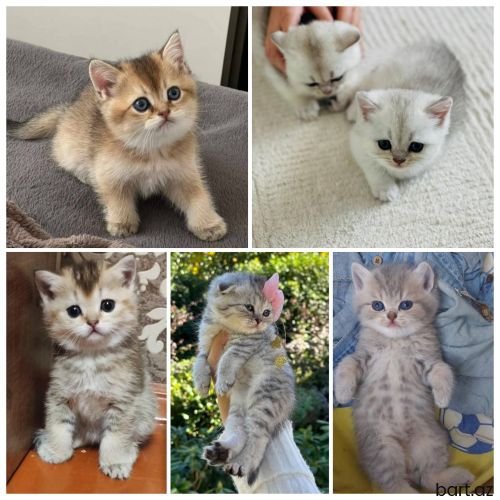 Şinşilla pişik