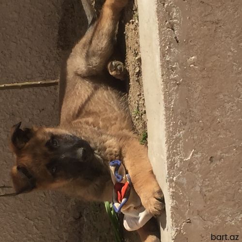 Belgian malinois avcarka 