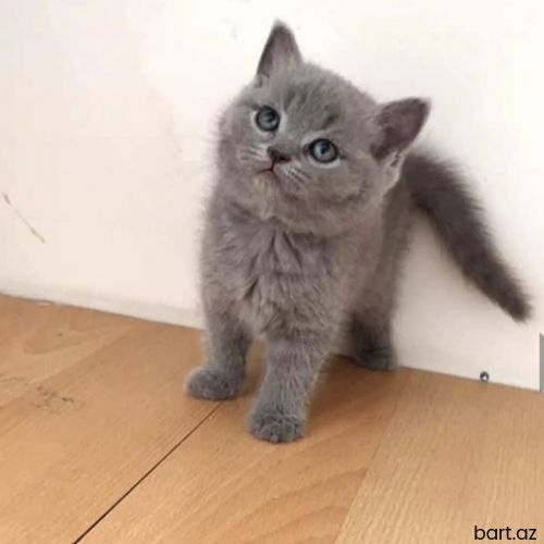 Skotišh shorthayır erkek diśi var. 