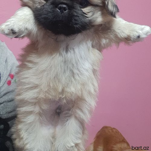 Pekunes karlik,balinka,mops,sihs tzy