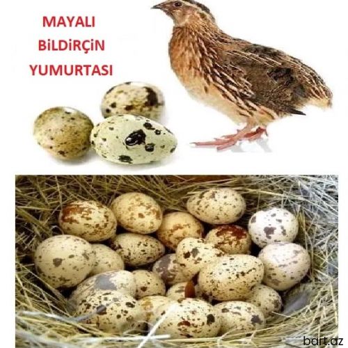Mayalı Bildriçin yumurtası